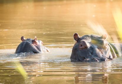 A Découvrir en Afrique du Sud - Le Parc National de Kruger