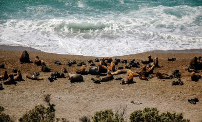 A Découvrir en Argentine - La Péninsule Valdés