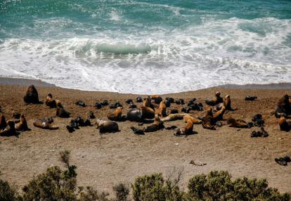 A Découvrir en Argentine - La Péninsule Valdés