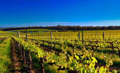 Margaret River - Vignobles A Découvrir en Australie - Margaret River