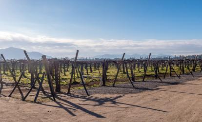 A Découvrir au Chili - La Vallée de Colchagua