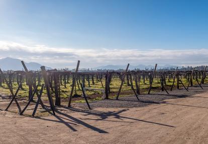 A Découvrir au Chili - La Vallée de Colchagua