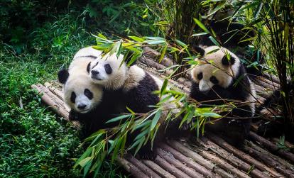 Chengdu Research Base A Découvrir en Chine - Le Centre de Recherche sur les Pandas