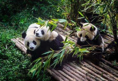 A Découvrir en Chine - Le Centre de Recherche sur les Pandas