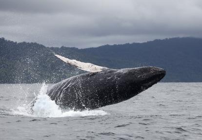 A Découvrir en Colombie - Le Choco