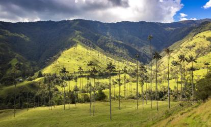 Cocora Valley A Découvrir en Colombie - Le triangle du café