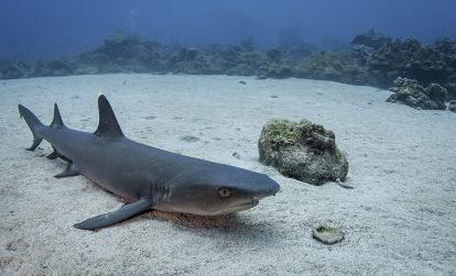 A Découvrir au Costa Rica - L'Ile de Cocos