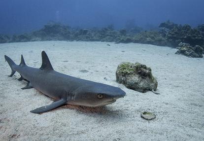 A Découvrir au Costa Rica - L'Ile de Cocos