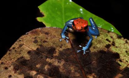 Vallée de Sarapiqui A Découvrir au Costa Rica - La Vallée de Sarapiqui