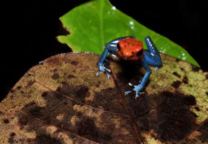 A Découvrir au Costa Rica - La Vallée de Sarapiqui