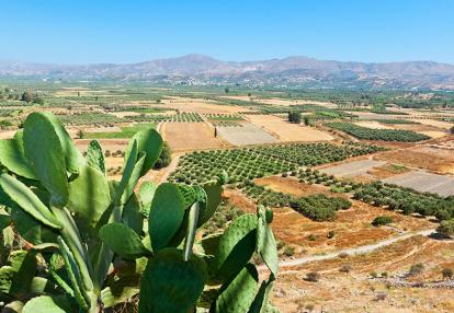Plaine de la Messara A Découvrir en Crète - La Plaine de la Messara