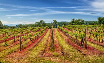 Tokaj - Vignes A Découvrir en Hongrie - Tokaj