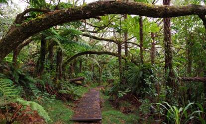 A Découvrir à l'Ile de la Réunion -Les forêts de Bébour-Bélouve