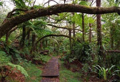 A Découvrir à l'Ile de la Réunion -Les forêts de Bébour-Bélouve