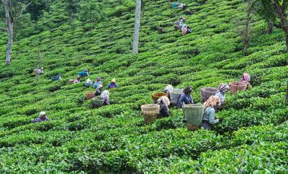 Darjeeling A Découvrir en Inde - Darjeeling