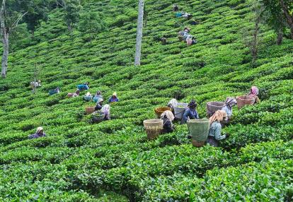 A Découvrir en Inde - Darjeeling
