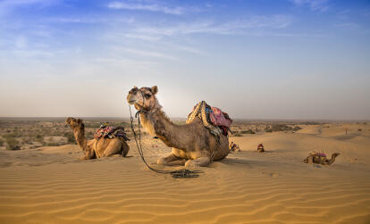 Rajasthan - Désert du Thar A Découvrir en Inde - Le Désert du Thar