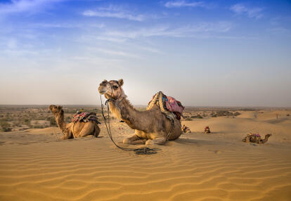 A Découvrir en Inde - Le Désert du Thar