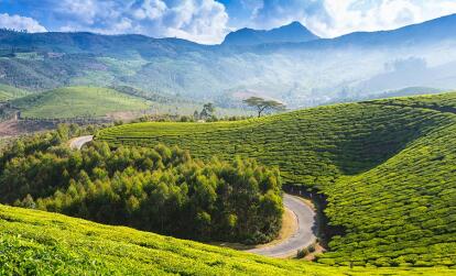 A Découvrir en Inde - Munnar