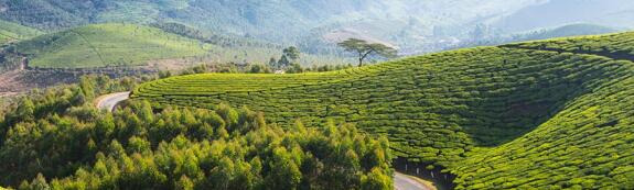 Munnar (Kerala)