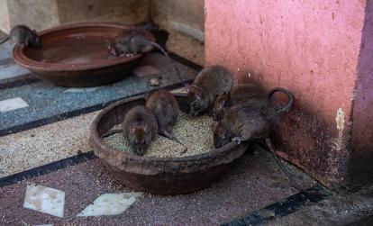 A Découvrir en Inde - Le Temple de Karni Mata (Temple des Rats)