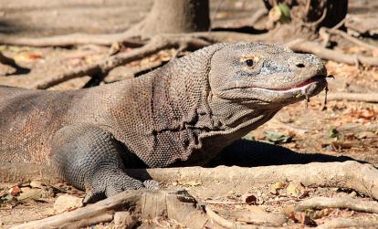 Ile de Rinca - Parc National de Komodo A Découvrir en Indonésie - Le Parc National de Komodo