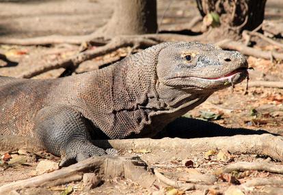 Ile de Rinca - Parc National de Komodo A Découvrir en Indonésie - Le Parc National de Komodo