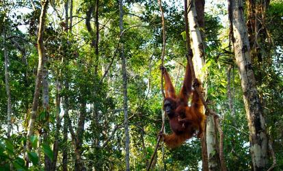 A Découvrir en Indonésie - Parc National de Tanjung Puting