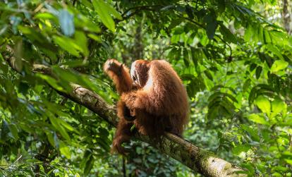 Sumatra - Parc national du Gunung Leuser A Découvrir en Indonésie - Le Parc national du Gunung Leuser