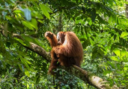 A Découvrir en Indonésie - Le Parc national du Gunung Leuser