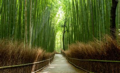 Bamboo forest in Kyoto Arashiyama park A Découvrir au Japon - La bambouseraie d’Arashiyama