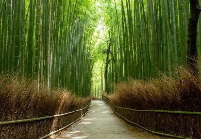 Bamboo forest in Kyoto Arashiyama park A Découvrir au Japon - La bambouseraie d’Arashiyama