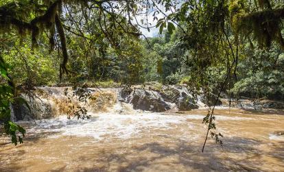 Forêt de Kakamega A Découvrir au Kenya - La Forêt de Kakamega