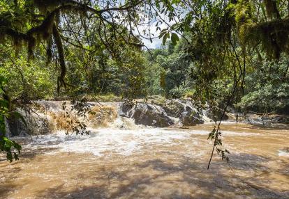 Forêt de Kakamega A Découvrir au Kenya - La Forêt de Kakamega