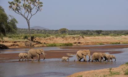 Rivière Ewaso (Uaso) Nyiro, réserve de gibier de Samburu A Découvrir au Kenya - La Réserve de Samburu