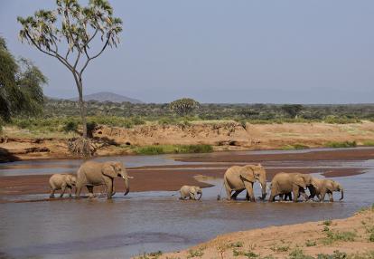 Rivière Ewaso (Uaso) Nyiro, réserve de gibier de Samburu A Découvrir au Kenya - La Réserve de Samburu