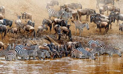 Masai Mara A Découvrir au Kenya - La Réserve  Nationale de Massaï Mara
