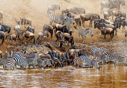 A Découvrir au Kenya - La Réserve  Nationale de Massaï Mara