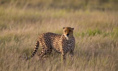 Parc National d'Amboseli A Découvrir au Kenya - Le Parc National d'Amboseli