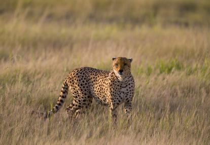 Parc National d'Amboseli A Découvrir au Kenya - Le Parc National d'Amboseli