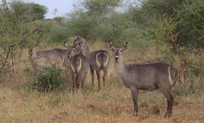Parc National de Meru A Découvrir au Kenya - Le Parc National de Meru