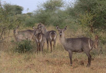 A Découvrir au Kenya - Le Parc National de Meru