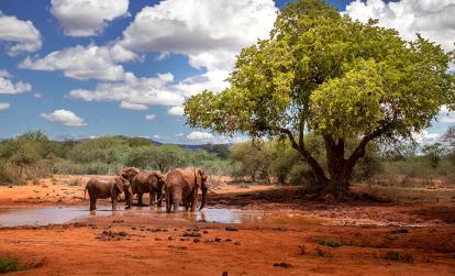 A Découvrir au Kenya - Le Parc National de Tsavo