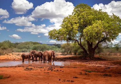 A Découvrir au Kenya - Le Parc National de Tsavo