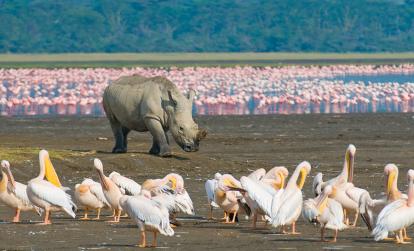 Lac de Nakuru A Découvrir au Kenya - Parc National et Lac de Nakuru