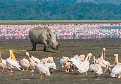 A Découvrir au Kenya - Parc National et Lac de Nakuru