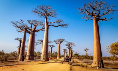 L'allée des Baobabs A Découvrir à Madagascar - L'allée des Baobabs