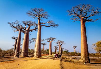 A Découvrir à Madagascar - L'allée des Baobabs