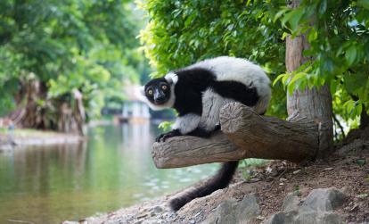 Andasibe National Park - Black-and-white Ruffed Lemur A Découvrir à Madagascar - Les Lémuriens