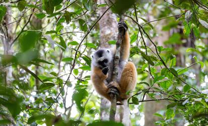 Parc national d'Andasibe-Mantadia - Lémurien propithèque diadème coloré A Découvrir à Madagascar - Parc national Andasibe-Mantadia